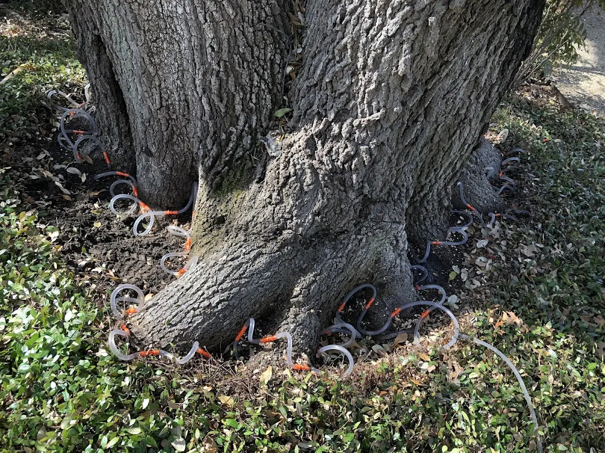 Detailed Tree Cabling and Bracing job site in Huddleston